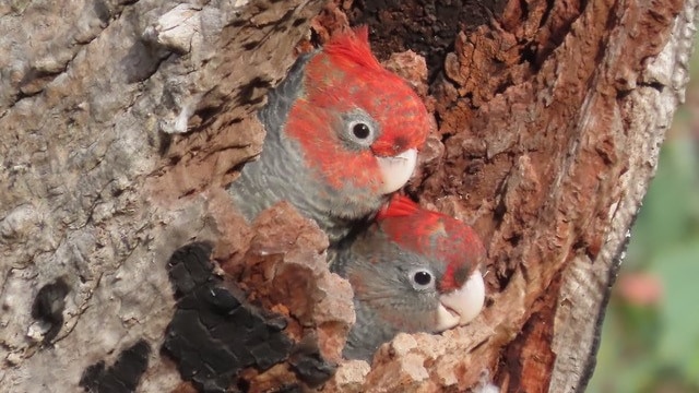 Two gang-gang cockatoos in a tree.