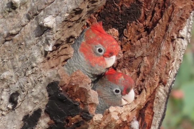 Two parrots with grey bodies and red heads in a tree.