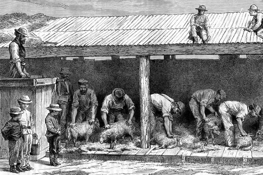 A black and white etching that shows a group of 19th century men, in a bard, bent over shearing sheep.