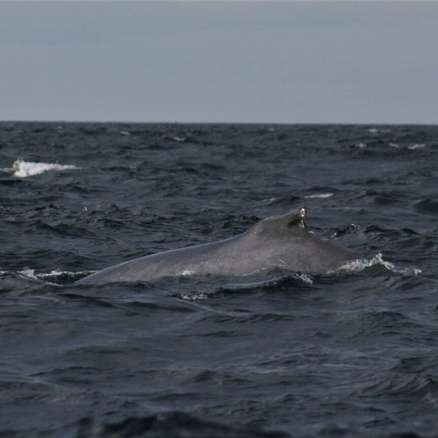 A humpback whale in migration off the Tasmanian coast