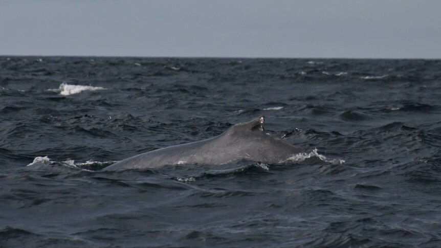 A humpback whale in migration off the Tasmanian coast