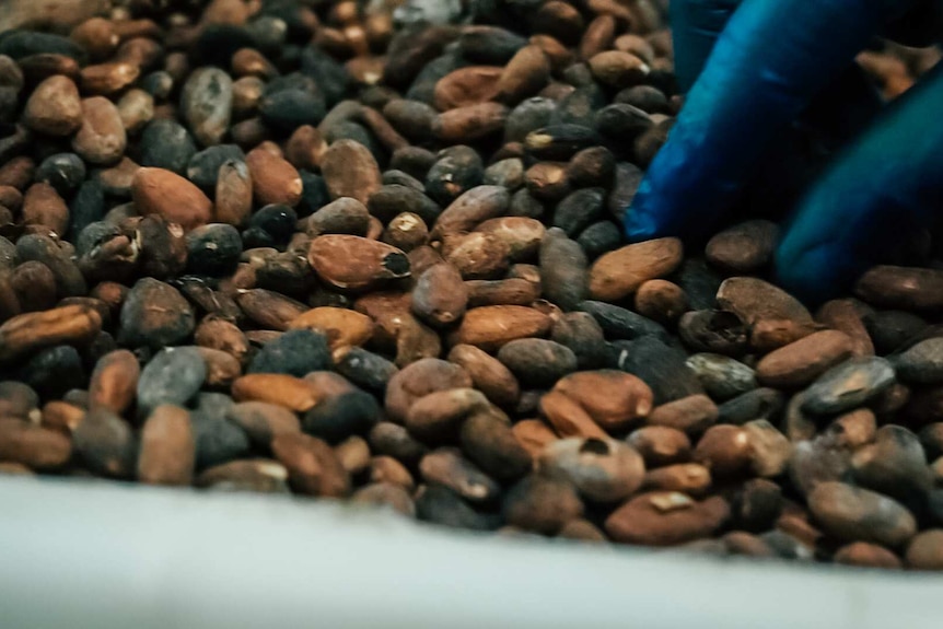 A chocolatier handles cocoa beans