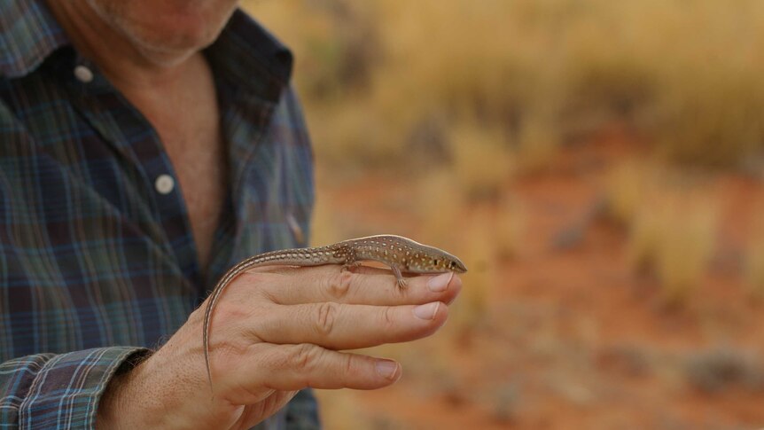 A man holds a small brown lizard along his hand. Background is blurred.