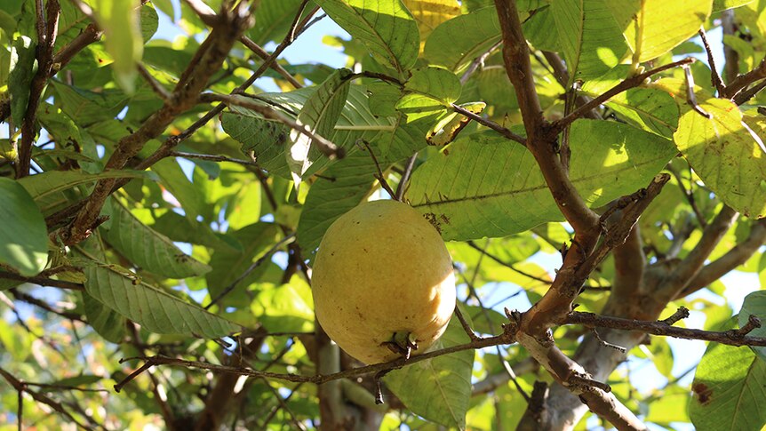 A ripe guava hangs from a branch in an orchard.