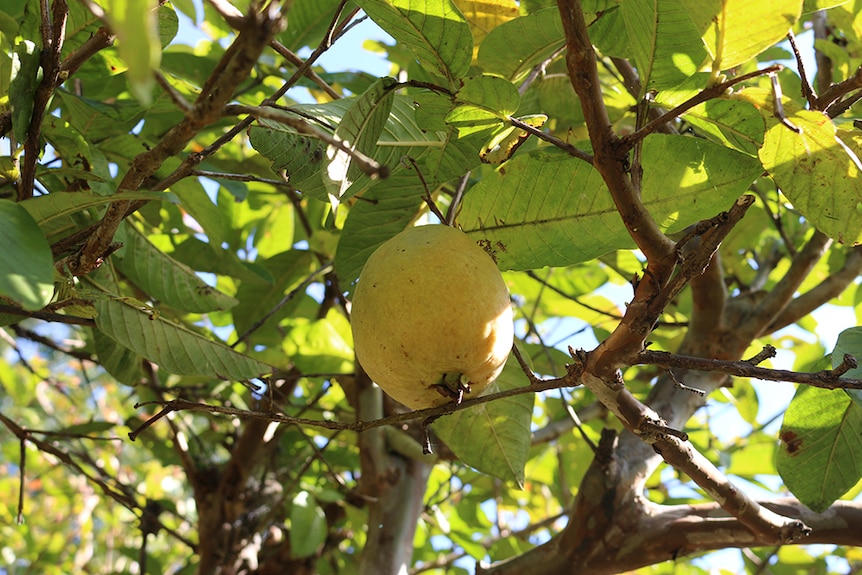 A ripe guava hangs from a branch in an orchard.