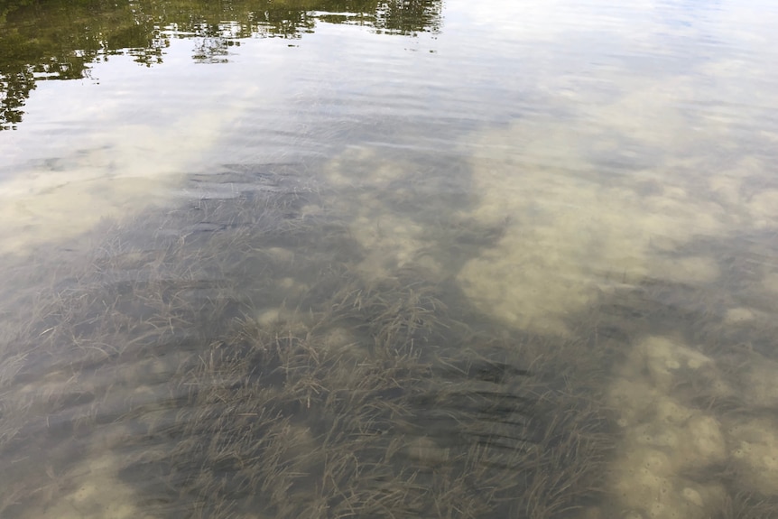 Seagrass at Lake Weyba