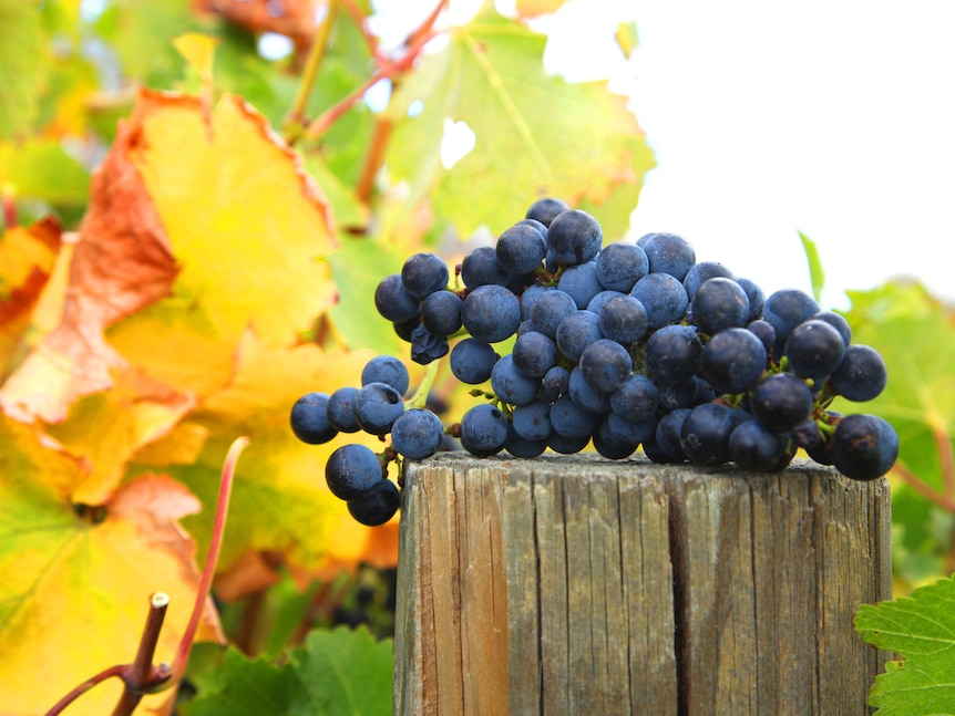 A bunch of grapes sitting on a fence post.