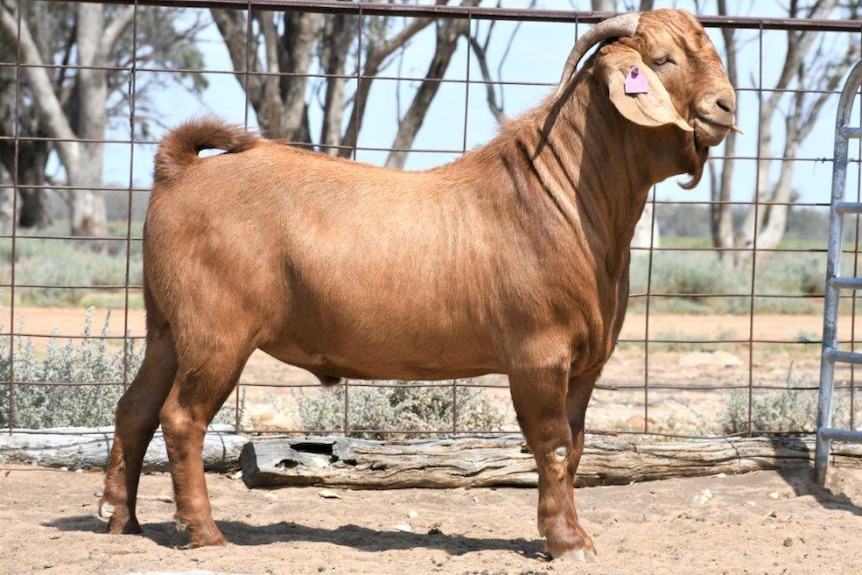 A huge, huge goat.