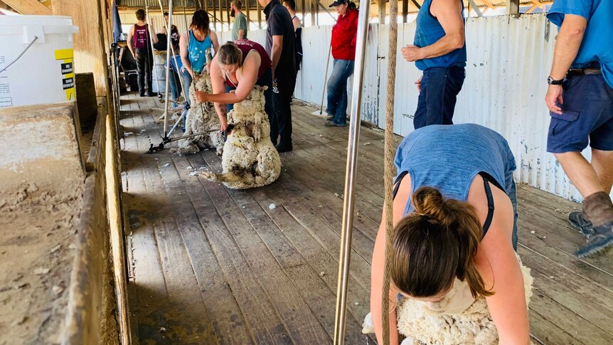 Three women lined up along three shearing stations in a shed near Longreach, shearing sheep at a training course