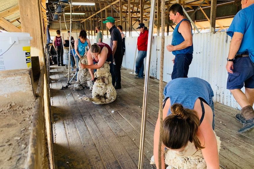 Three women lined up along three shearing stations in a shed near Longreach, shearing sheep at a training course