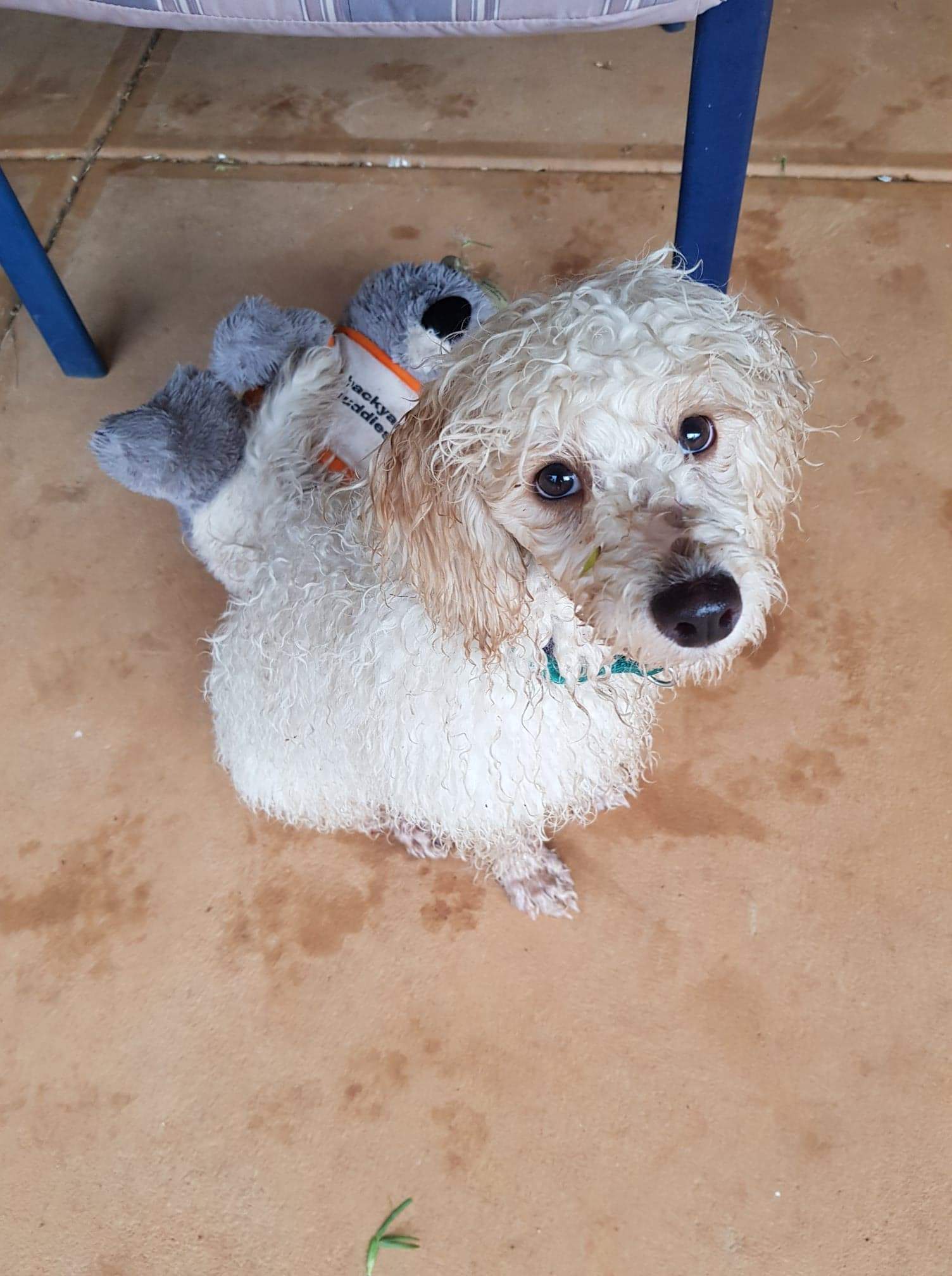 Archie, a white miniature poodle, with wet hair, for a story on caring for pets when you need to travel.