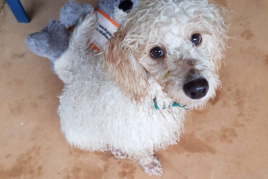 Archie, a white miniature poodle, with wet hair, for a story on caring for pets when you need to travel.