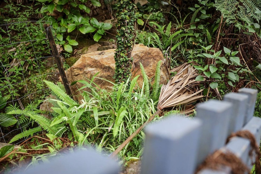 A picture of a metre wide boulder that is wedged up against a tree and a wire fence.