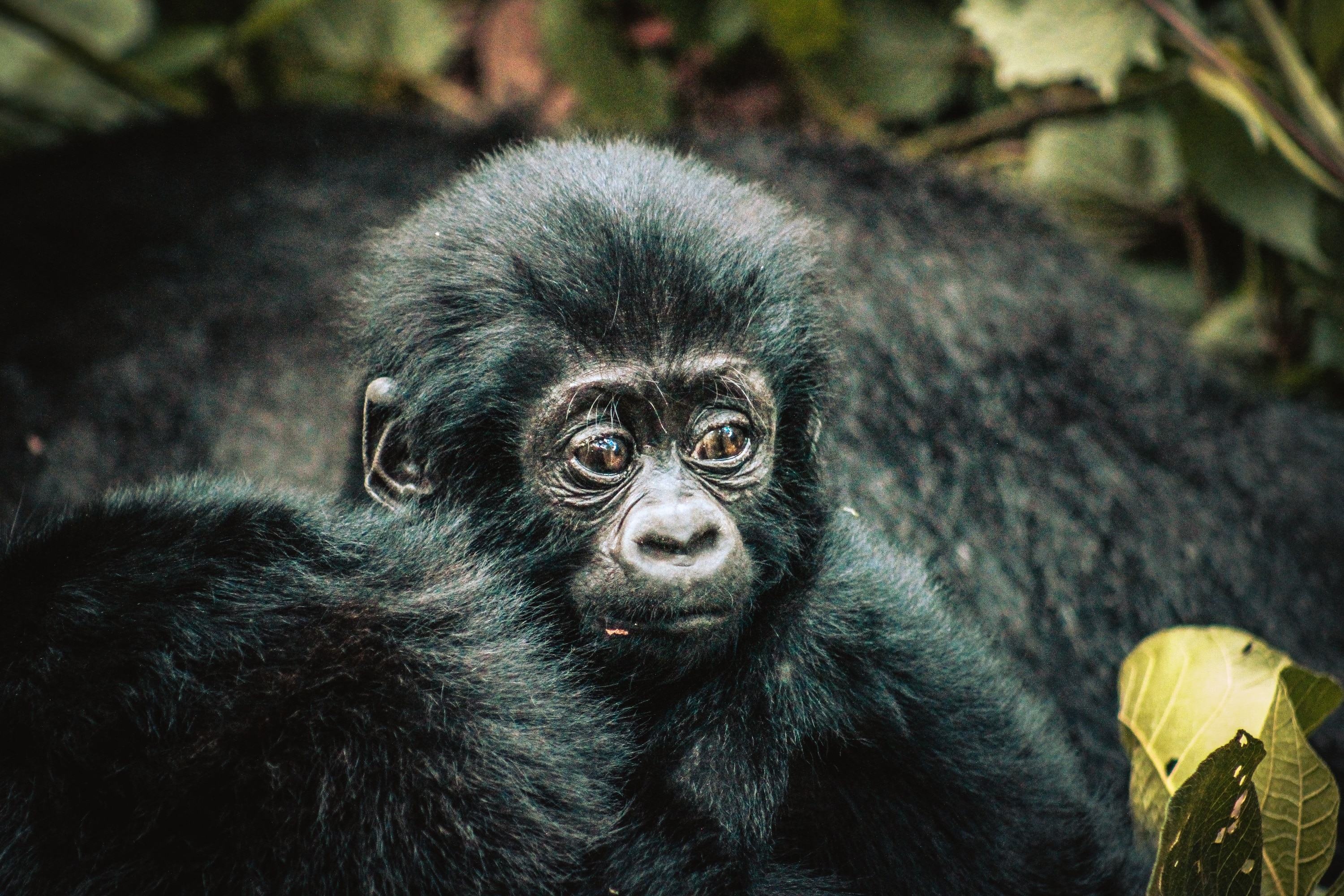 A close-up photo of a baby gorilla sitting on an adult gorilla. 