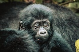 A close-up photo of a baby gorilla sitting on an adult gorilla. 