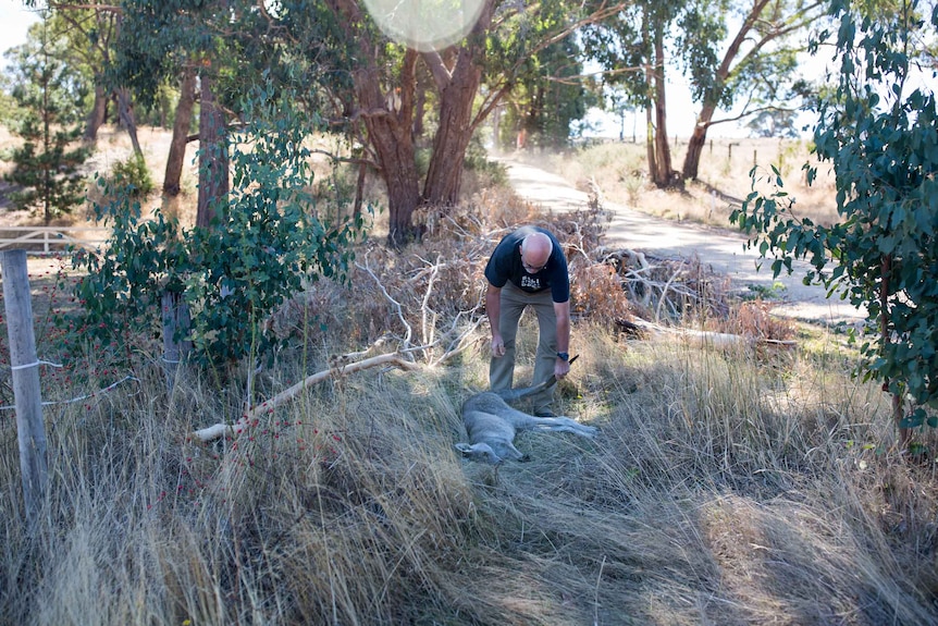 Manfred Zabinskas drags a roo into long grass by a gum-tree lined dirt road.