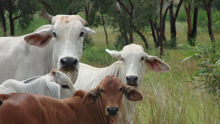 Brahman cattle in the Kimberley