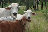 Brown and white cattle in a pasture.