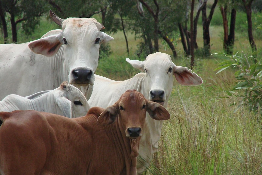 Brahman cattle in the Kimberley