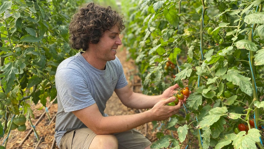 A man crouches in a garden and holds some tomatoes growing on a plant.