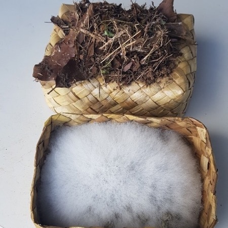 A small woven cane box is filled with a fuzzy white mould. It's lid sits beside is with brown mouldy leaves on top