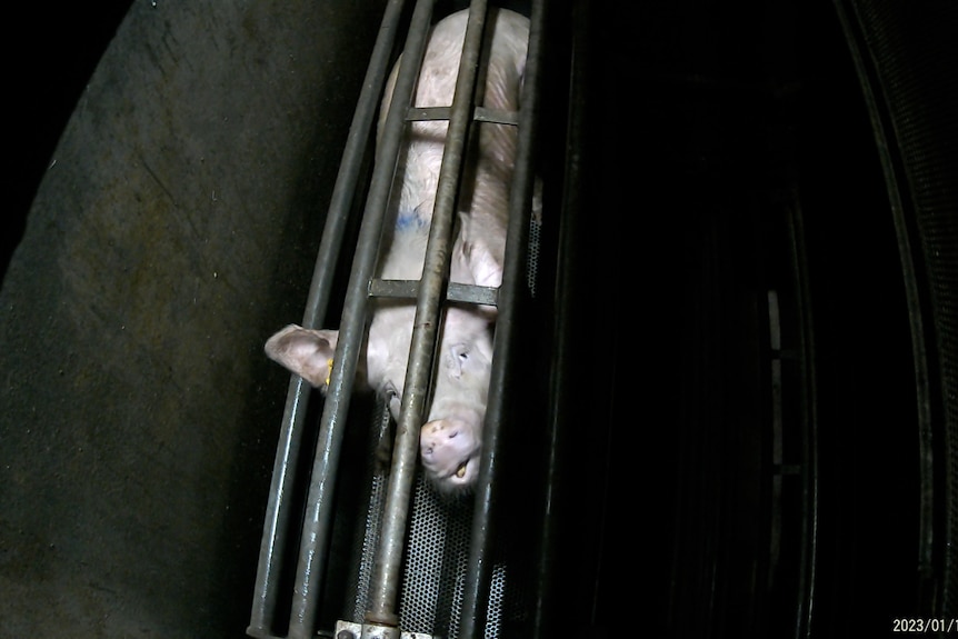 A pig in a cage.