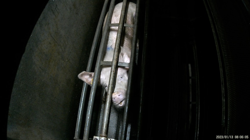 A pig in a cage.