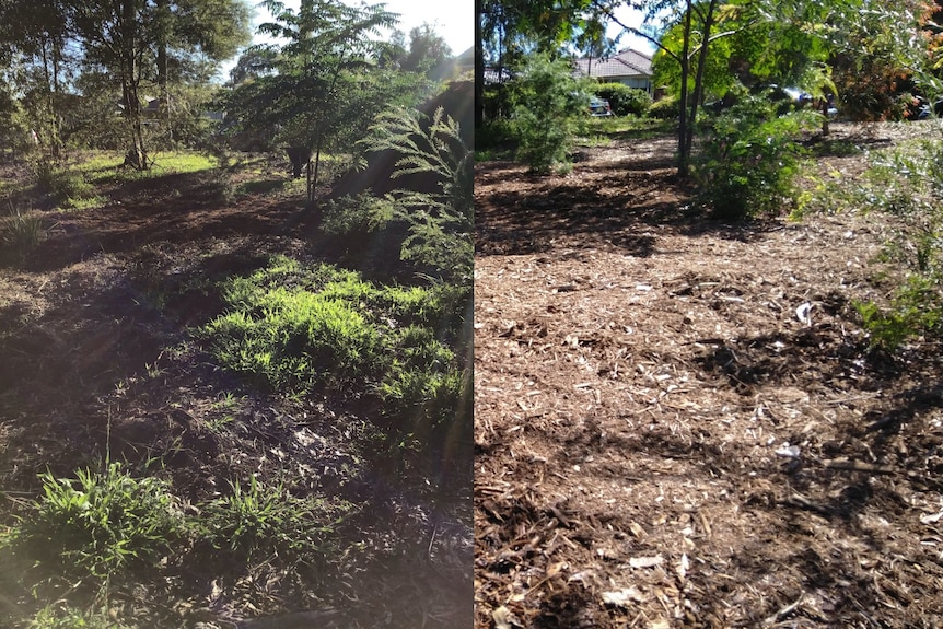 Composite images of a bushland area - image on the left is filled with weeds and the right is just mulch.