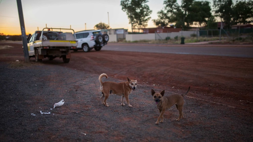 Two dogs meet at dusk on the main street in Wiluna, WA.
