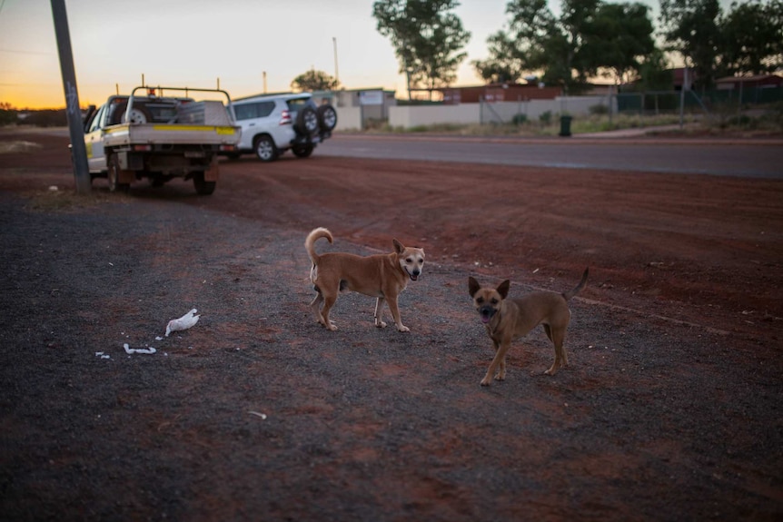 Two dogs meet at dusk on the main street in Wiluna, WA.