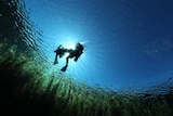 Diver explores SA's Piccaninnie Ponds.