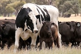 A very large black and white cow stands next to a smaller brown cow in a field.