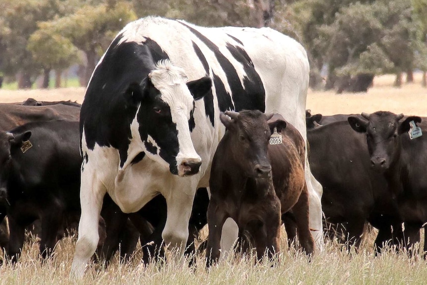 A very large black and white cow stands next to a smaller brown cow in a field.