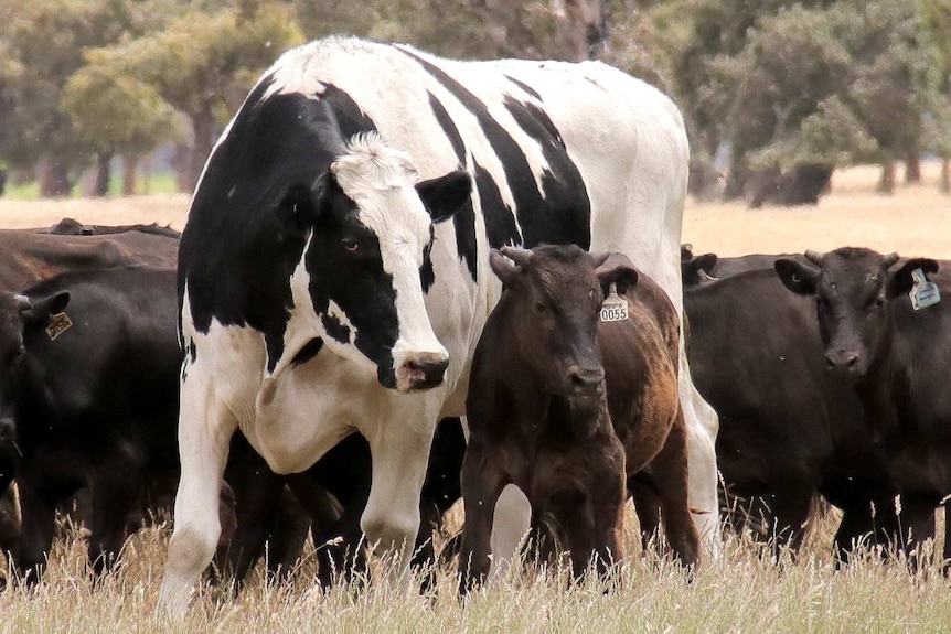 I'm the reporter who discovered Knickers the giant steer. I can