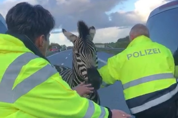 Two mean in high visibility jackets with "Polizei" written on them attempt to corral a zebra on a highway.