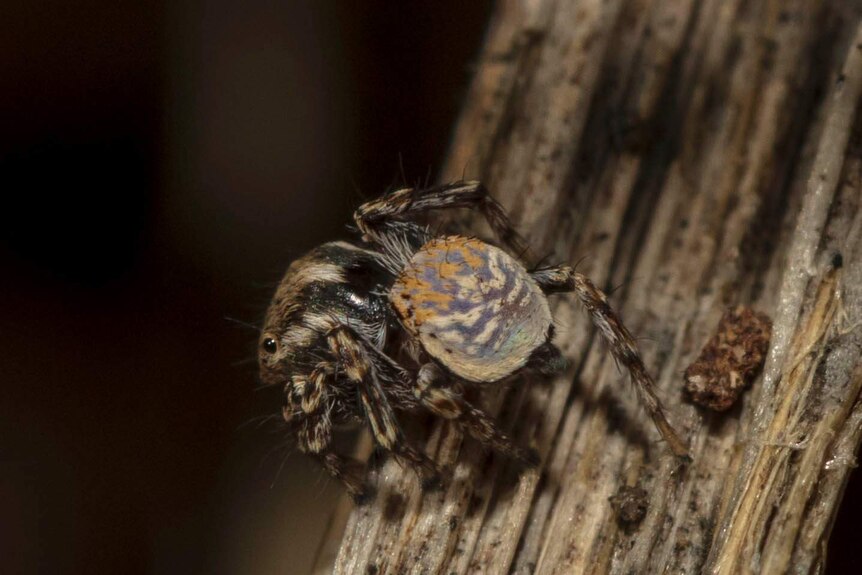Maratus nimbus spider identified in Allan's garden