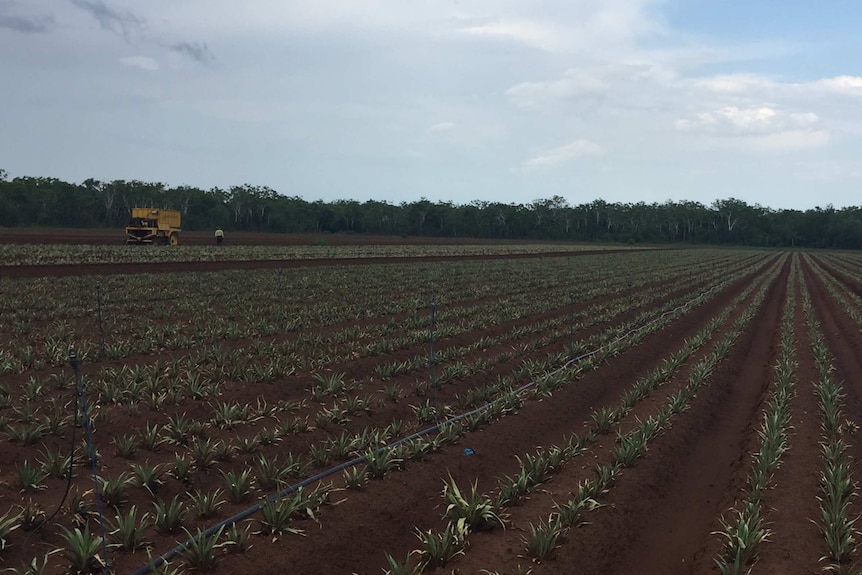 Rows of pineapple tops planted in red soil