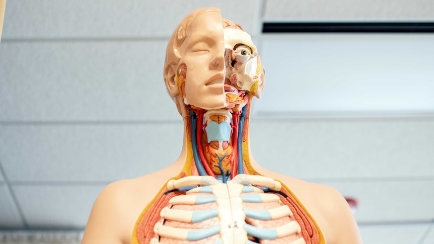 A photo showing a medical model of the human body with rib cage exposed.