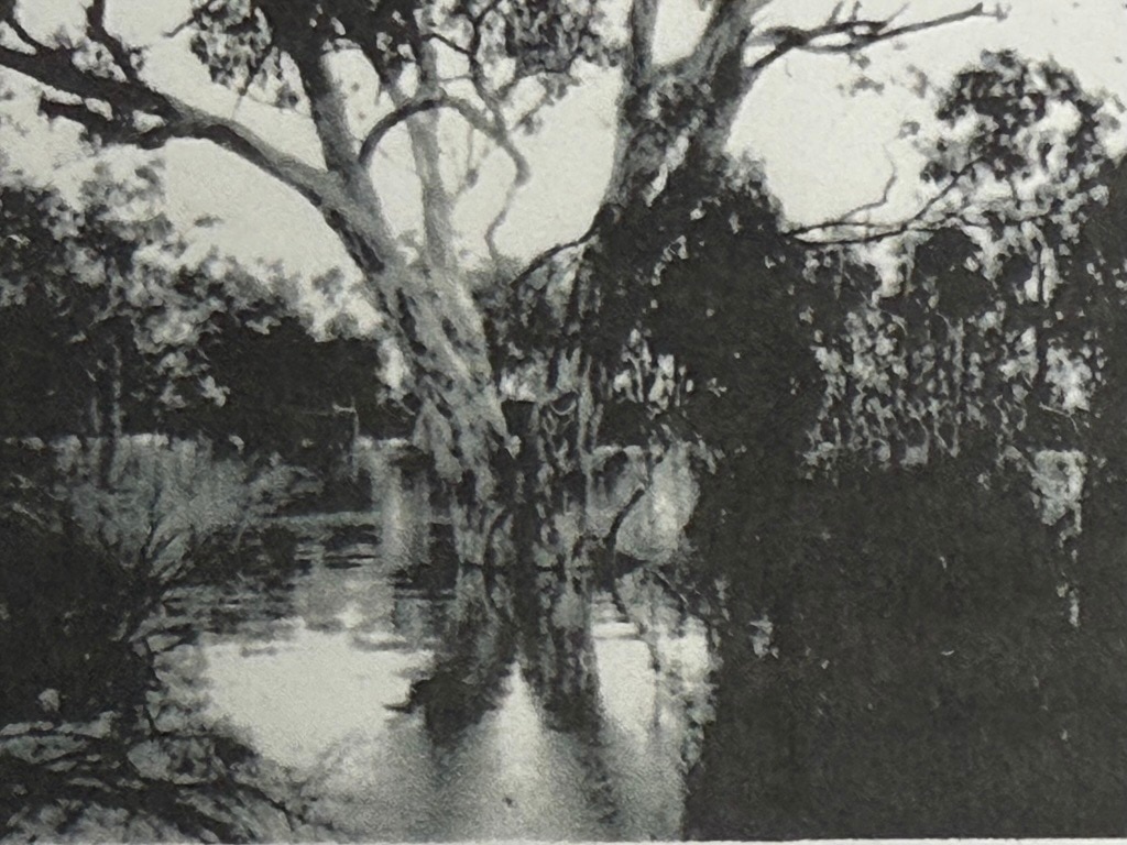 Tree at flood level in 1956.