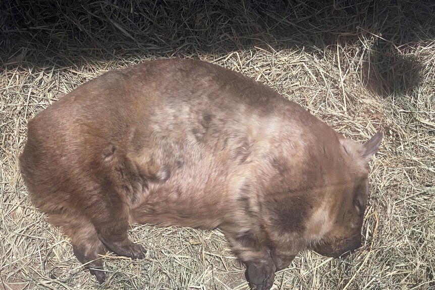 A wombat lying peacefully inside her enclosure, as seen from above.