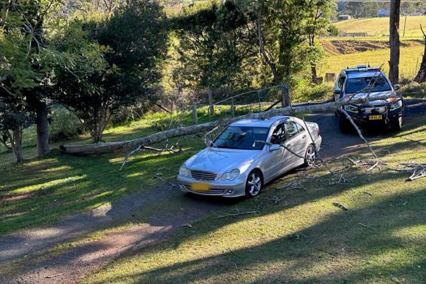 A tree lays across a silver Mercedes parked outside with an SES truck behind it.