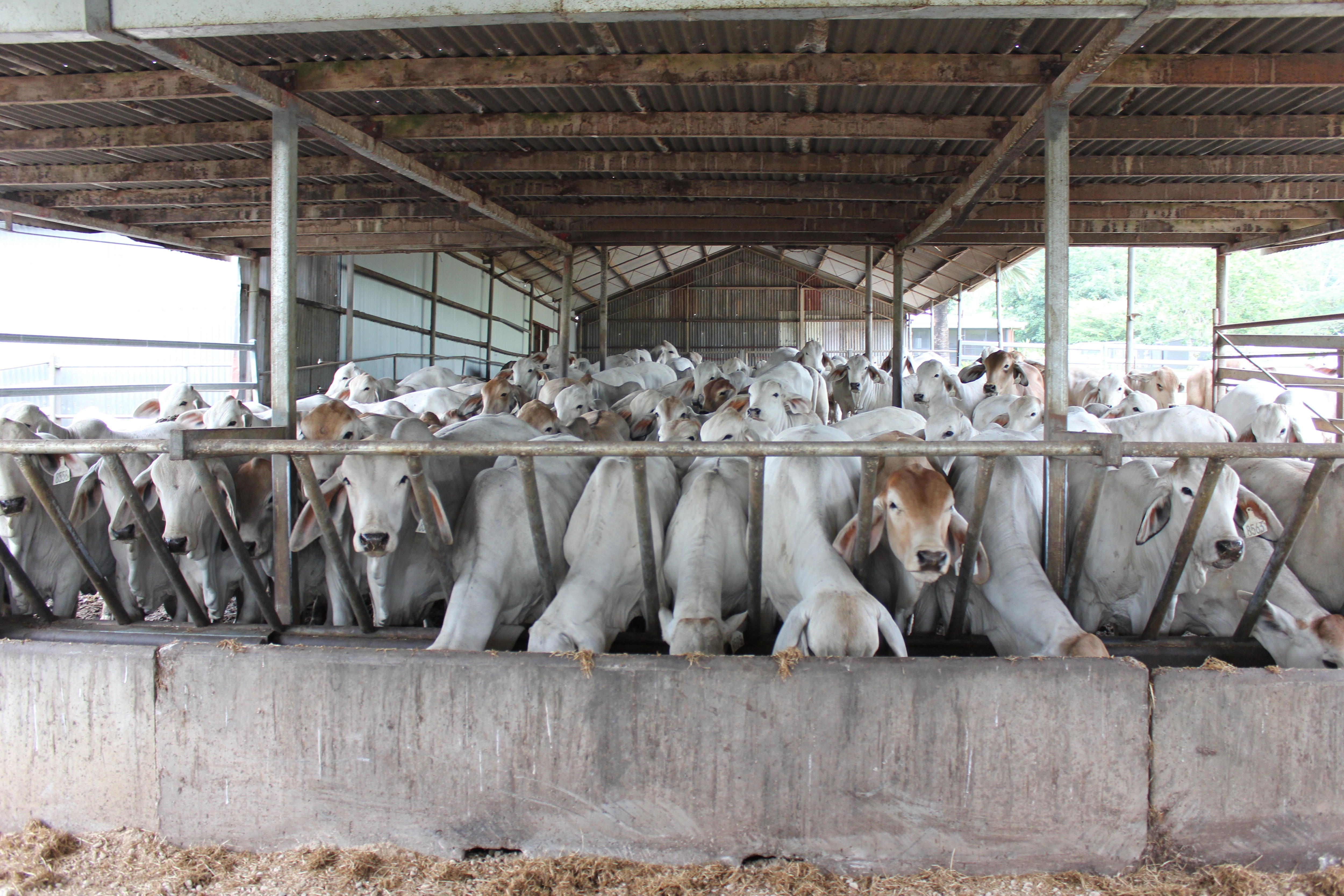Researchers solve 'frustrating' horned cattle mystery