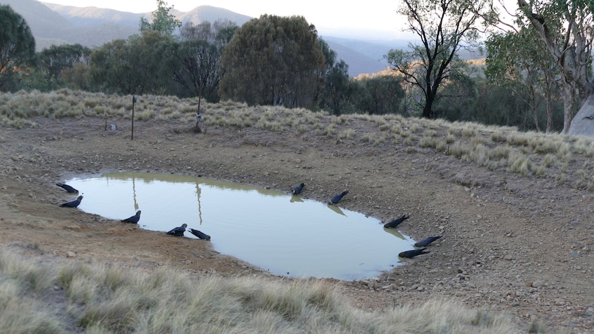 Glossy black cockatoos drink at Kay Kean's dam in the Southern Highlands.