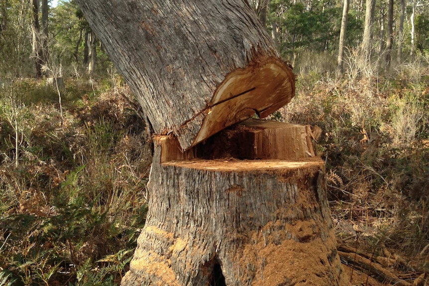 Swift parrot habitat logged