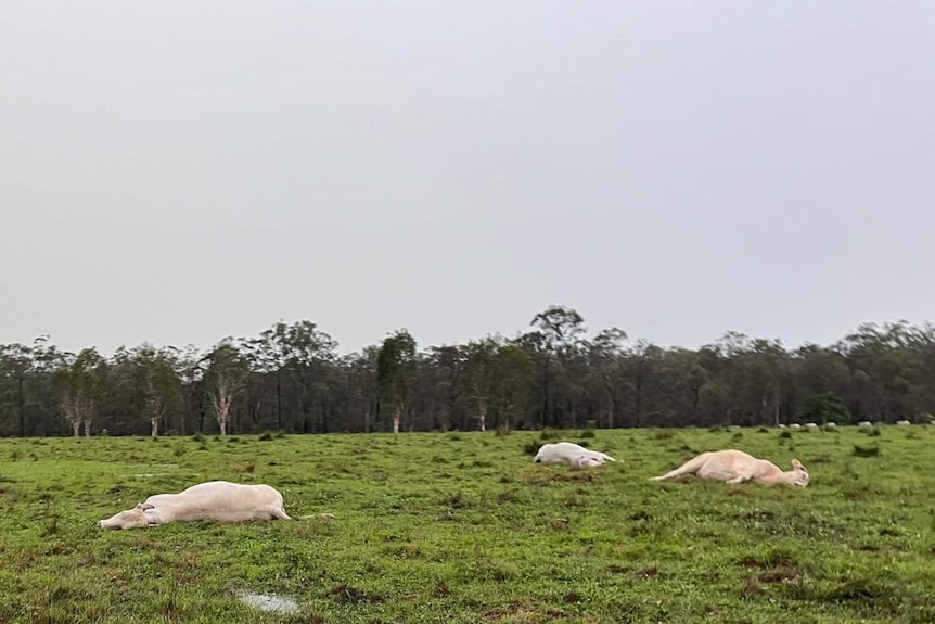 Three cows lying dead in a field, grey clouds overhead