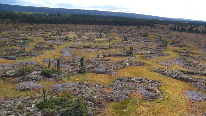 Permafrost terraces interspersed with dwarf shrubs and sedge meadows in a wildlife reserve in Alaska.