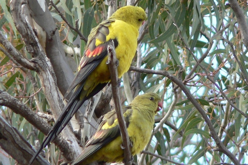 A pair of Regent Parrots sits in a eucalypt tree.