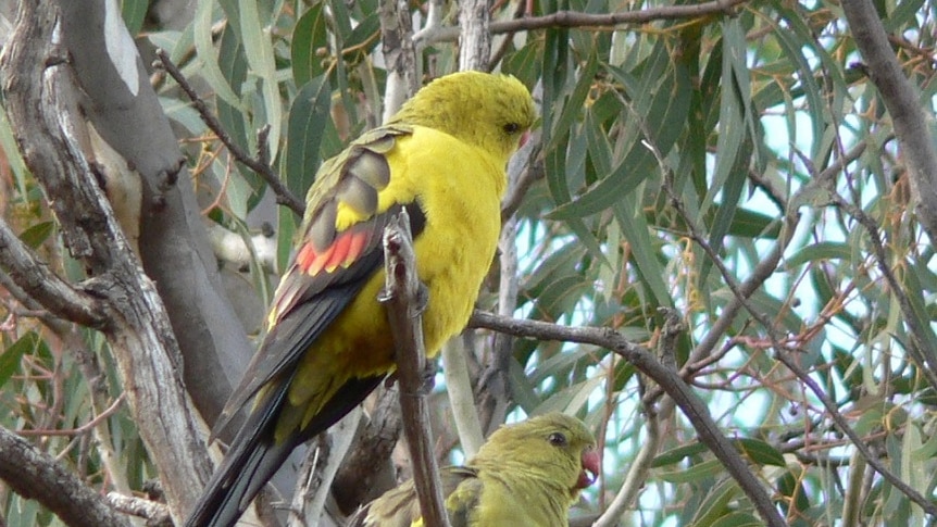 A pair of Regent Parrots sits in a eucalypt tree.