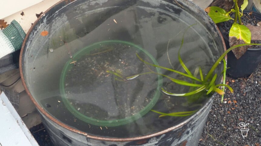 Metal bin filled with water with a plant submerged in it