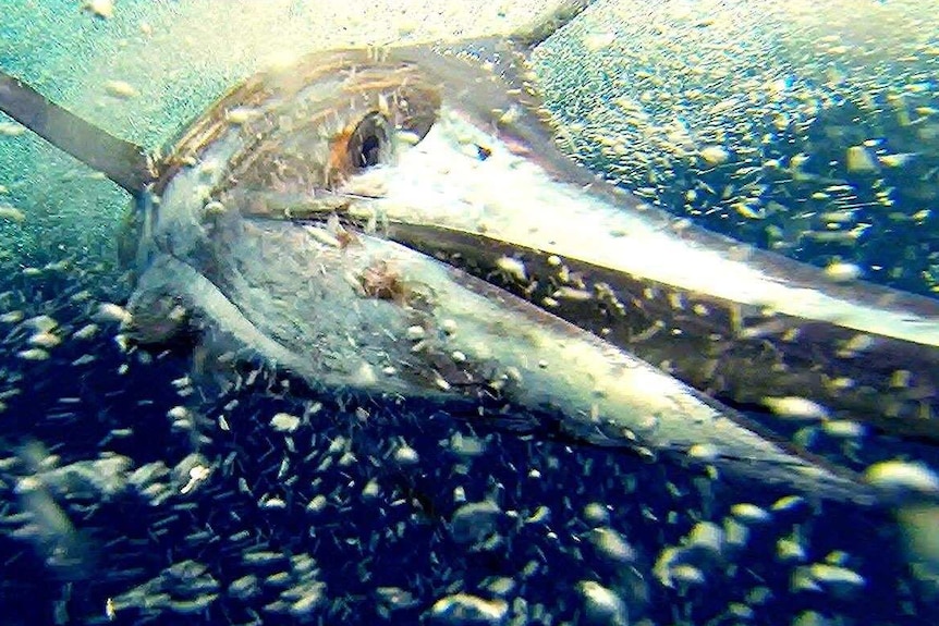 Underwater shot of a marlin